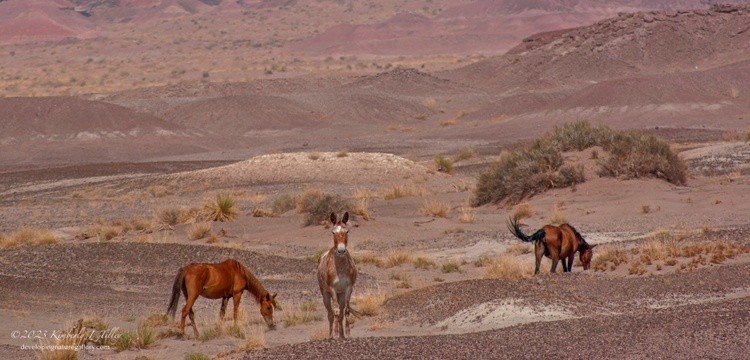 American Desert Horses P8654