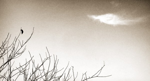 Last Leaf