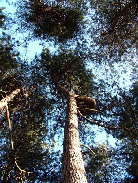 Treetops.