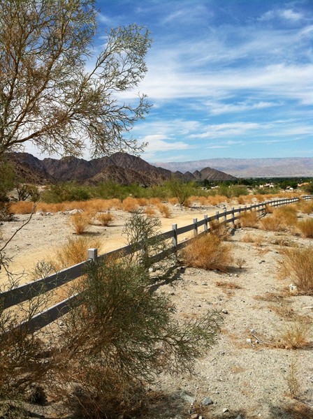 Indio, California: Where the Desert Blooms with Life