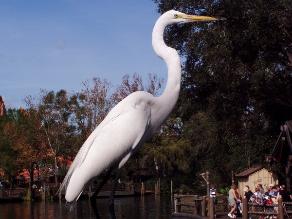 White Bird