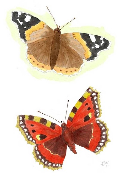 Butterflies