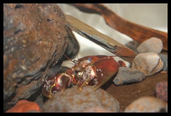 Crayfish