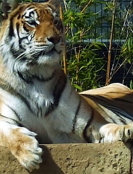 Big Cat 2