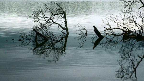 At Cootes Paradise