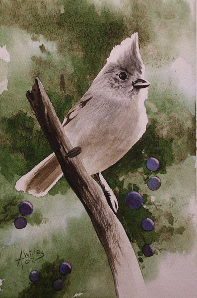 Juniper Titmouse