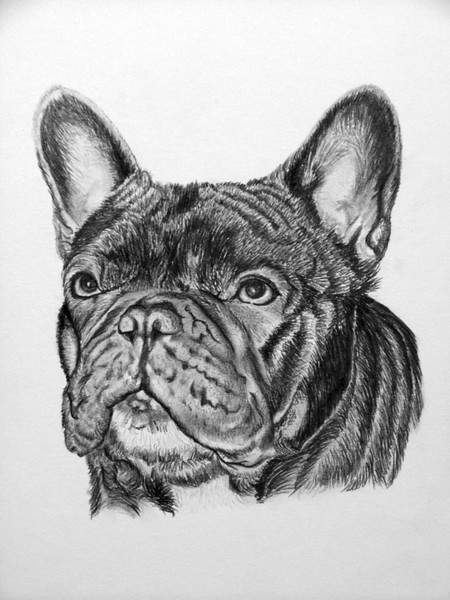 Cole French Bulldog