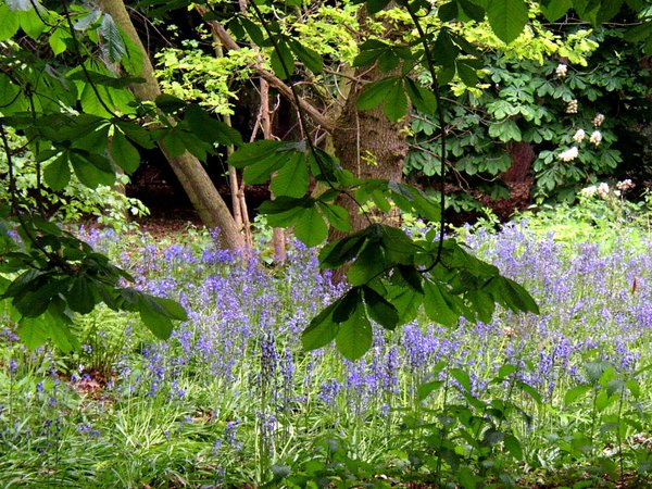 Bluebell Wood