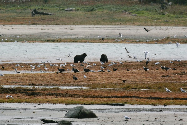 Count the Eagles and Bears.