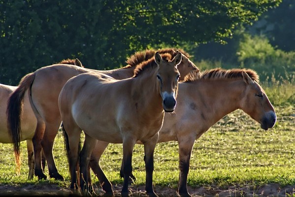 Mongolian Horses at Lelystad