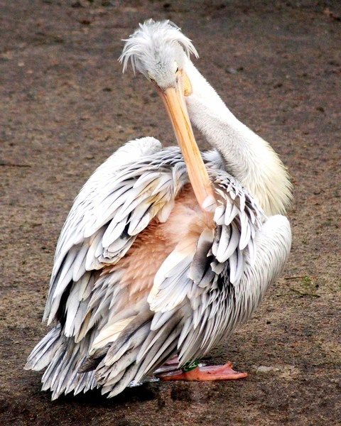 Be gone, FEATHERS!