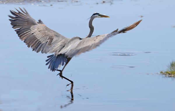 Great Blue Heron Take Off