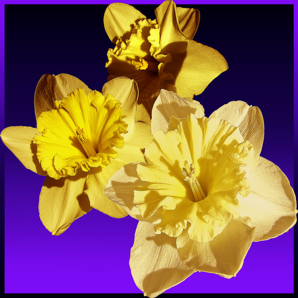 Daffodils