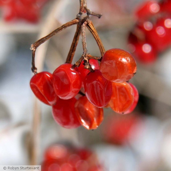 Winter beauty