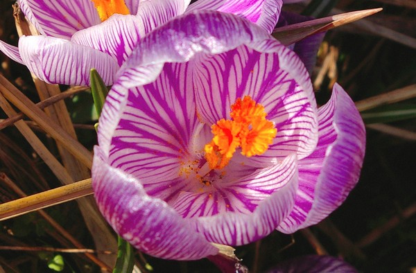Spring's sprung