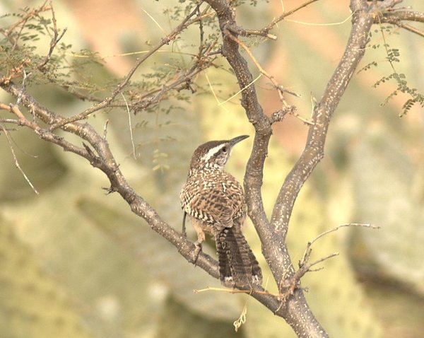 Palo Verde and Cactus Wren