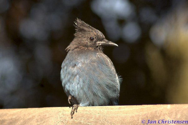 Jay