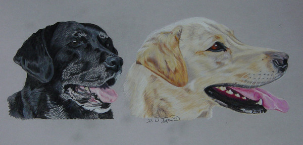 Black and Golden Labrador