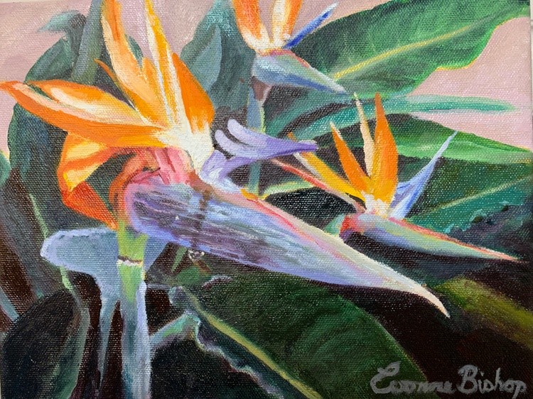 Bird of Paradise