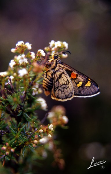 Mariposa