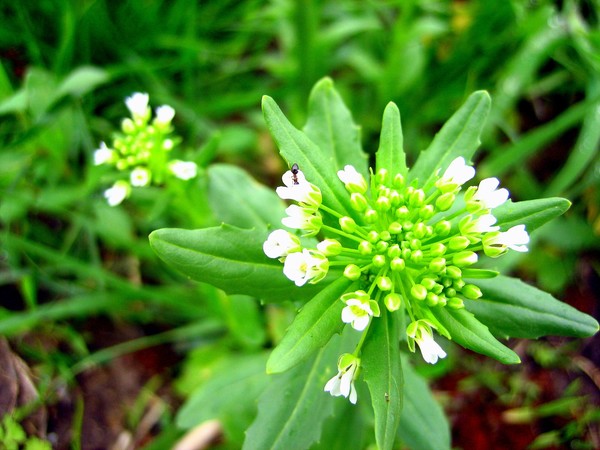 Ant Flower