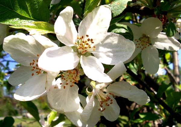 Apple blossoms