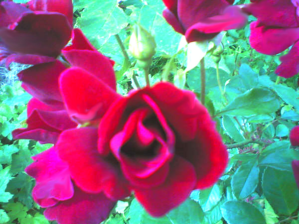 red rose
