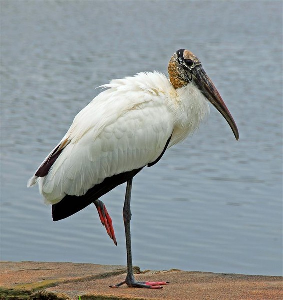 Wood Stork
