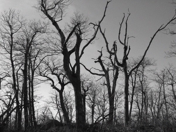 Cold trees