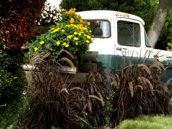 Fresh Flowers On The Gardener's Old Truck (One)