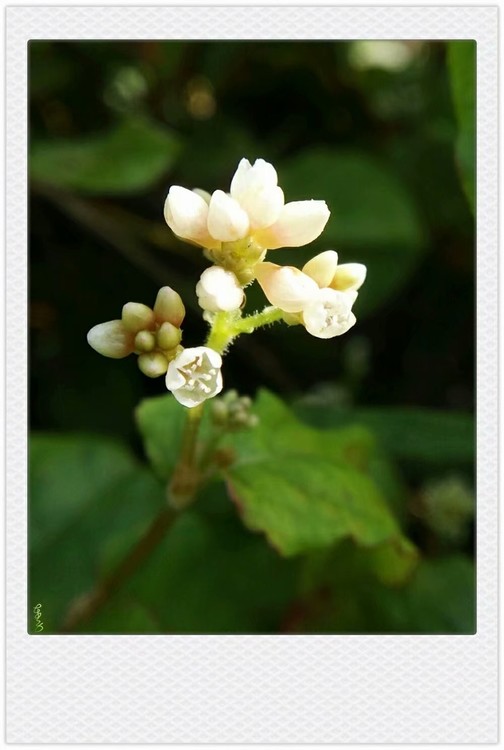 Gentle Sunlight