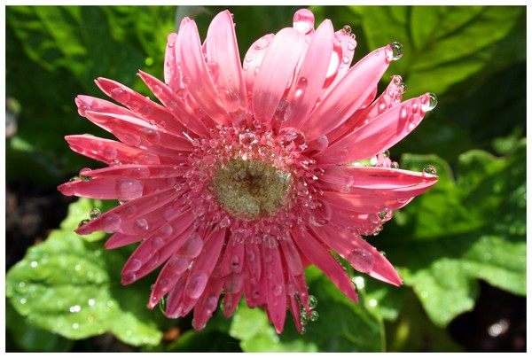 Really Pink