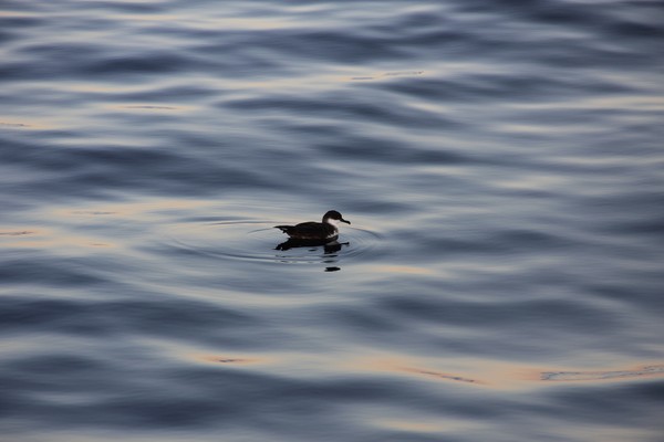 Audobon's Shearwater 