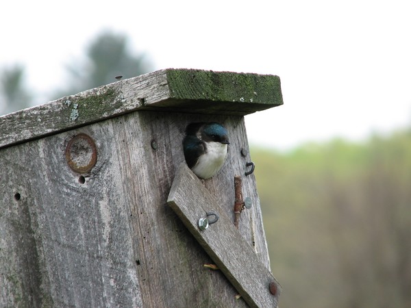 Guard Duty