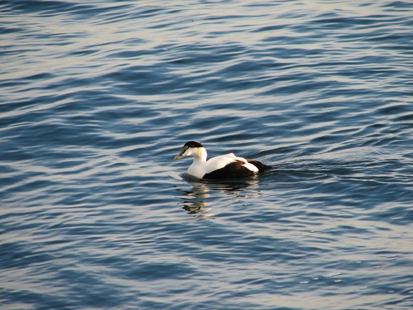 Male Common Eider checking me out