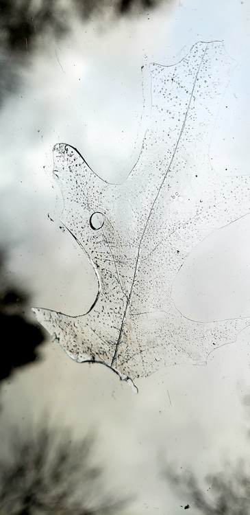 Leaf Imprint