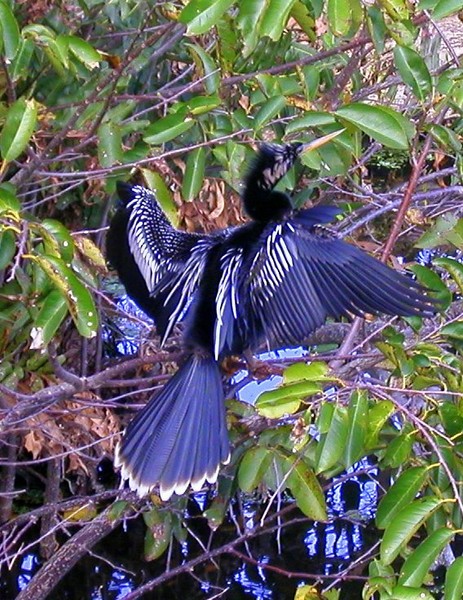 The Magnificant Mystery Bird