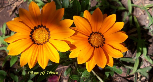 Margaritas or Shades of yellow...
