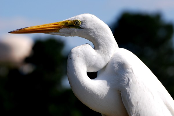 The Great Egret