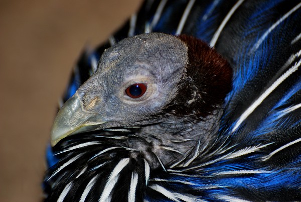 Blue Guinea