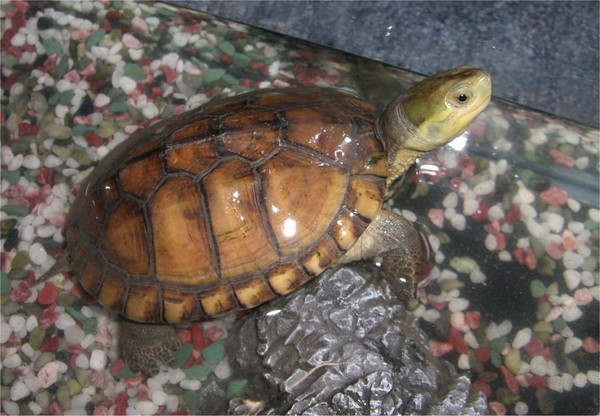 turtle