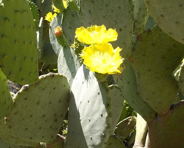 Cactus Flower