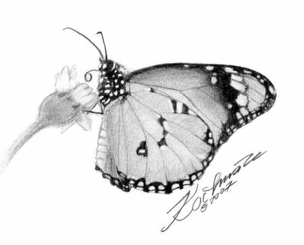 Butterfly