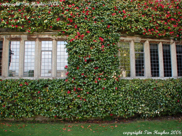 'Llanhydrock House 3'