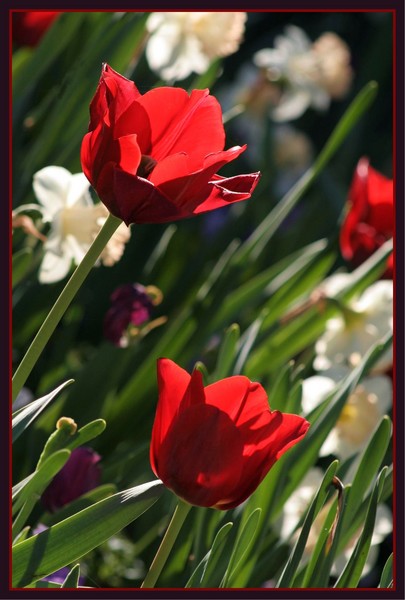 Tulips for Thea