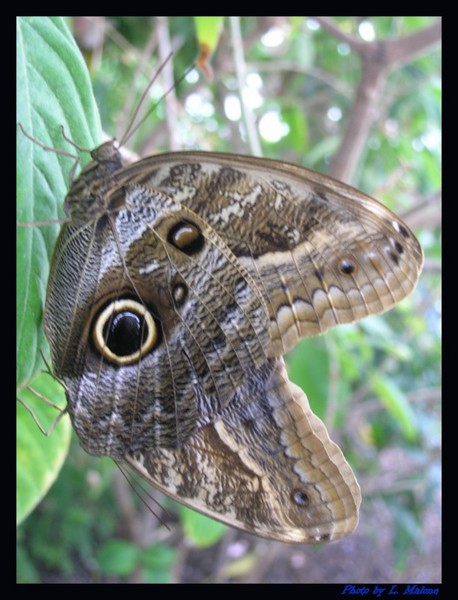Owl Butterfly