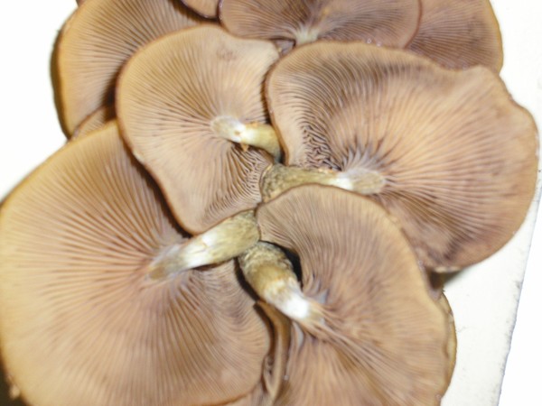 Mushrooms