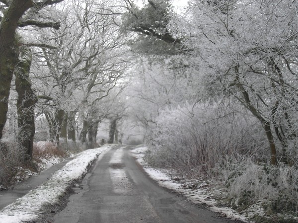 Winter Wonderland