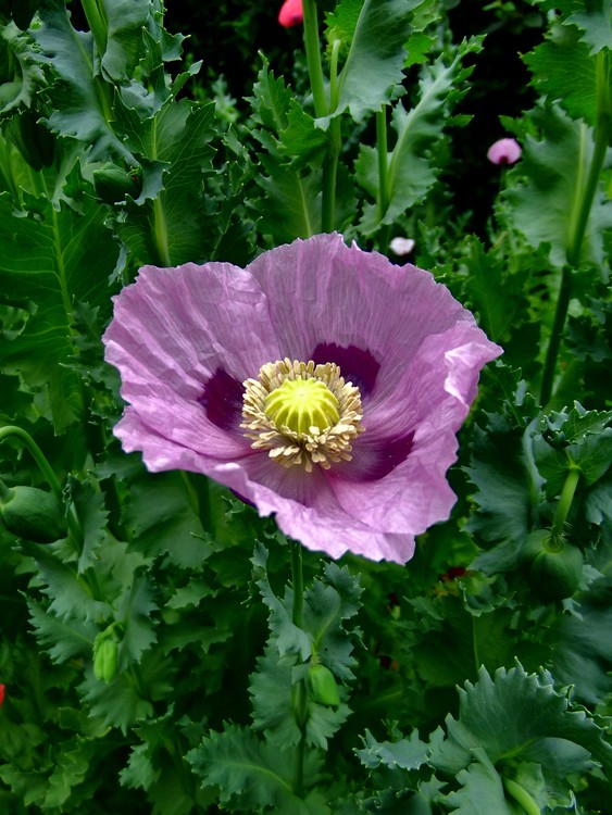 Poppy-275