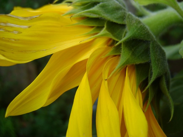 YELLOW GREEN SUNFLOWER1